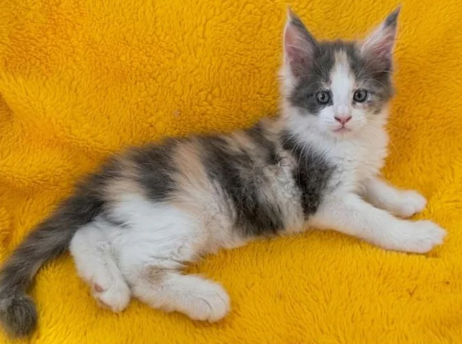 Maine coon Calico Dilué