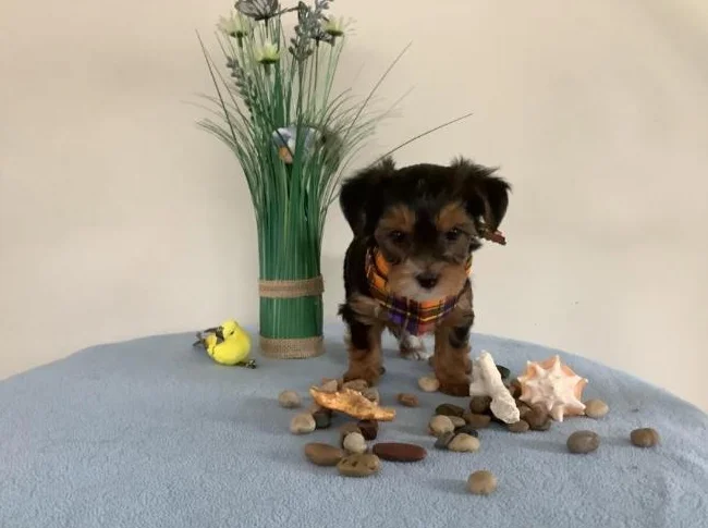 Magnifiques chiots Yorkshire Terrier thumbnail 5