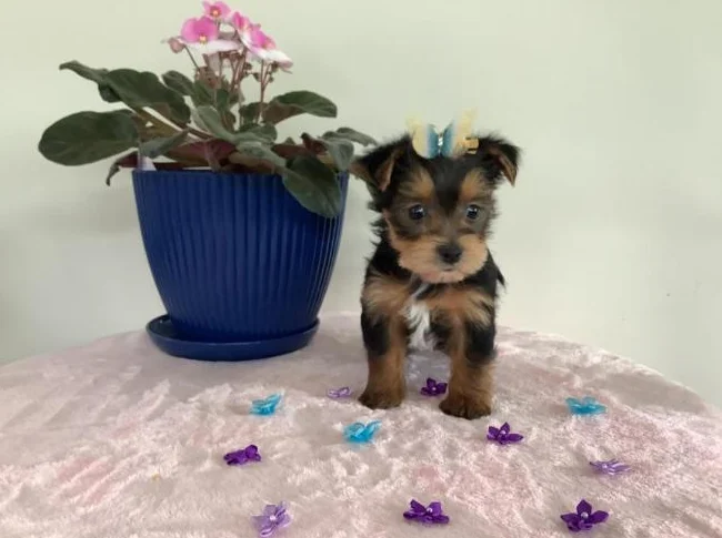 Magnifiques chiots Yorkshire Terrier thumbnail 2