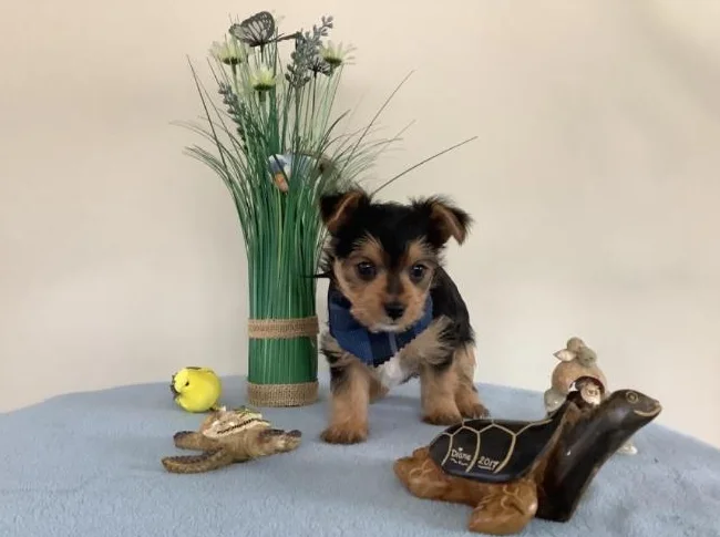 Magnifiques chiots Yorkshire Terrier thumbnail 4