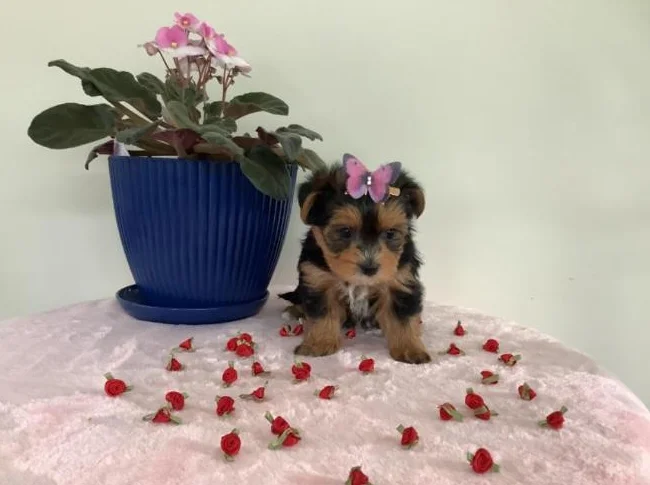 Magnifiques chiots Yorkshire Terrier