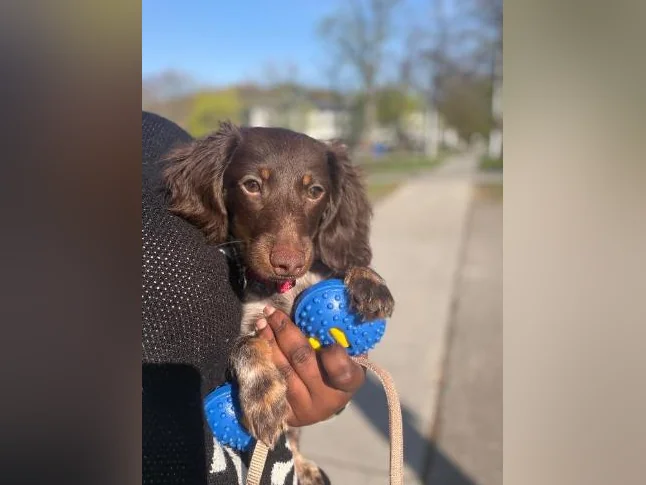 Chiot à vendre
