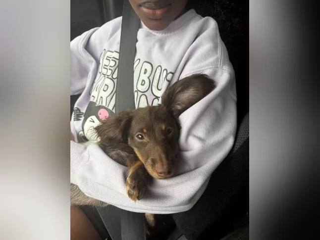 Chiot à vendre thumbnail 3