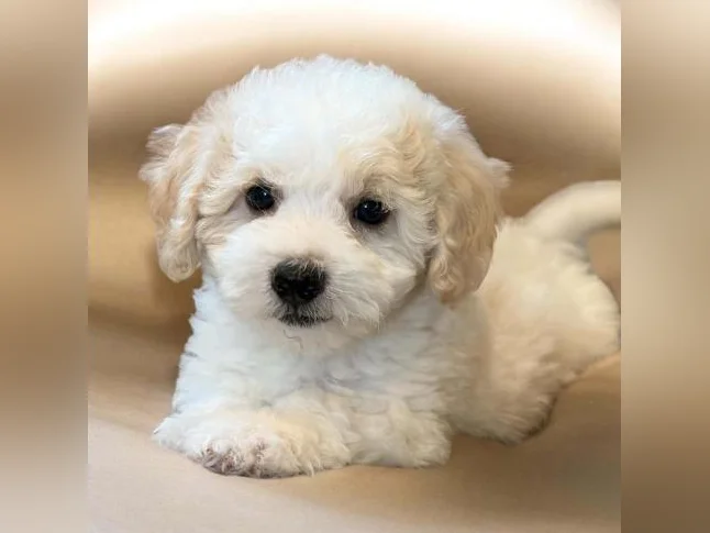 Chiots caniches miniature