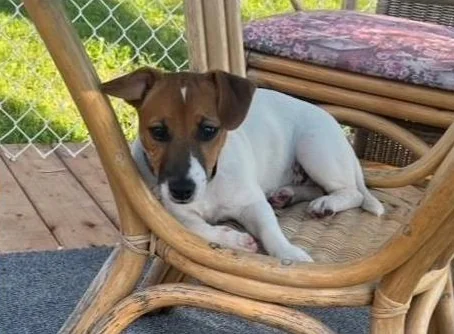 Jack Russell  COUPLE thumbnail 4