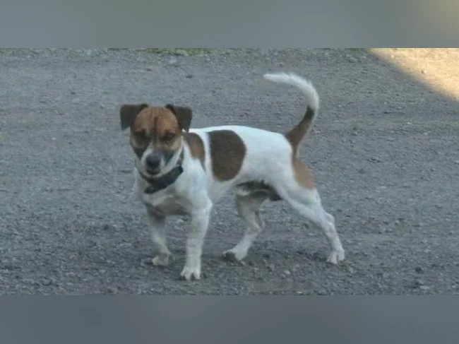 Jack Russell  COUPLE thumbnail 2