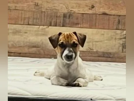 Jack Russell  COUPLE thumbnail 3