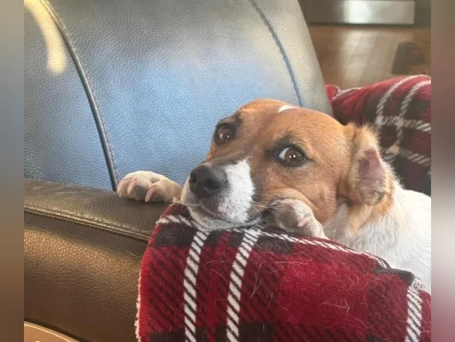 Jack Russell  COUPLE thumbnail 5