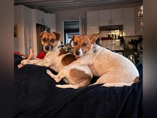 Jack Russell  COUPLE