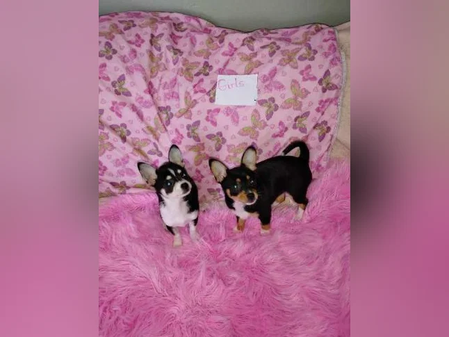 Chihuahua puppies thumbnail 5