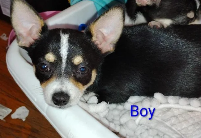 Chihuahua puppies thumbnail 4