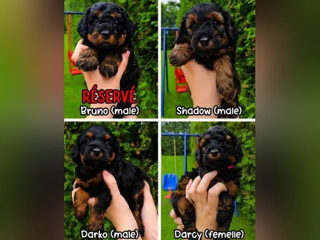 GOLDENDOODLE MINI/MOYEN thumbnail 2