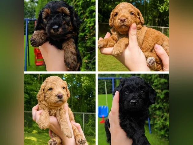 GOLDENDOODLE MINI/MOYEN