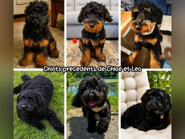 GOLDENDOODLE MINI/MOYEN thumbnail 5