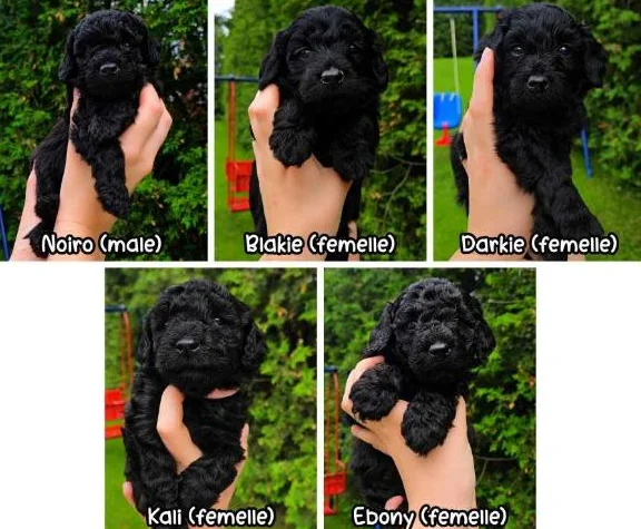 GOLDENDOODLE MINI/MOYEN thumbnail 3