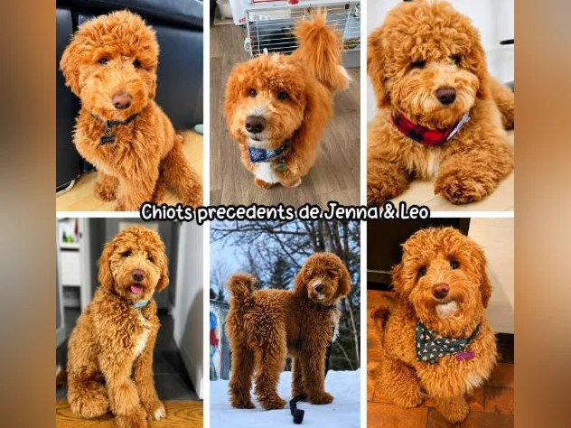 GOLDENDOODLE MINI/MOYEN thumbnail 6