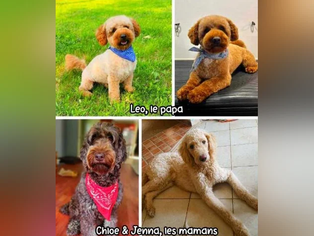 GOLDENDOODLE MINI/MOYEN thumbnail 7