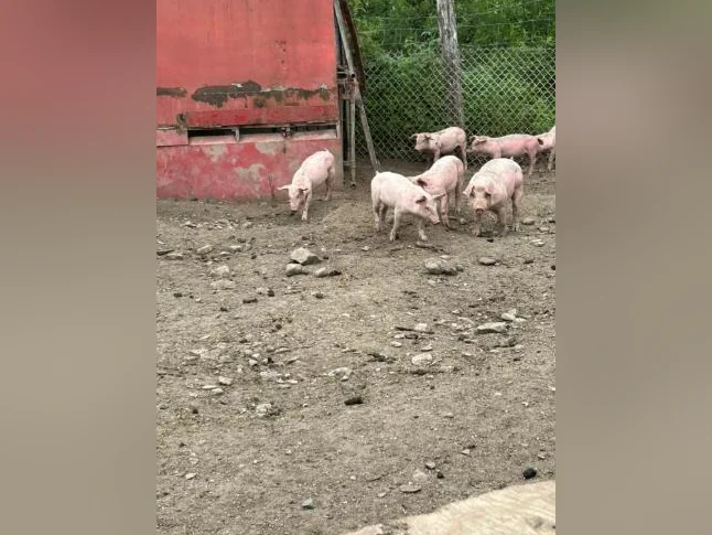 Porcelet à vendre