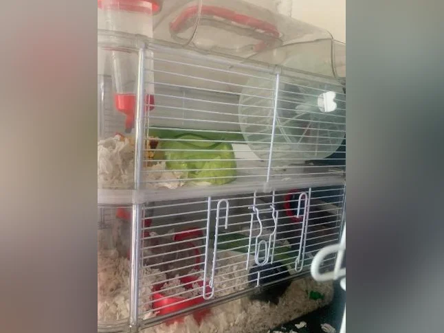 Hamster nain femelle avec cage ect thumbnail 4
