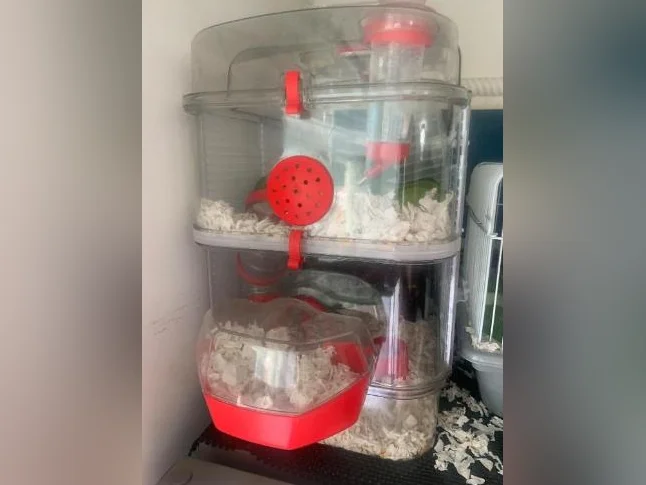 Hamster nain femelle avec cage ect