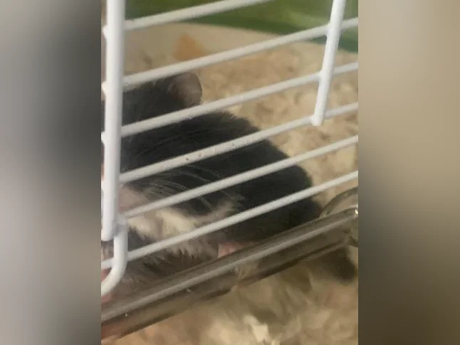 Hamster nain femelle avec cage ect thumbnail 2