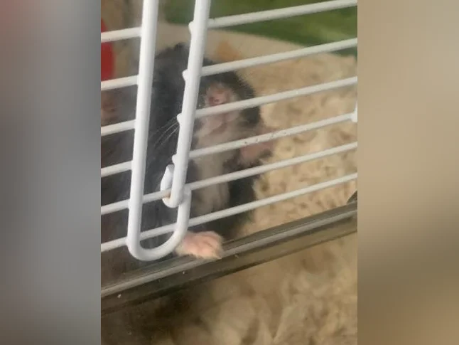 Hamster nain femelle avec cage ect thumbnail 3