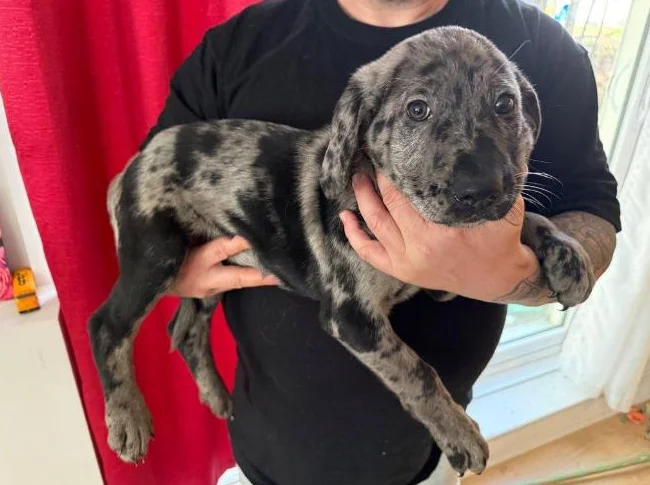 MAGNIFIQUES CHIOTS – DISPONIBLES Dès maintenant