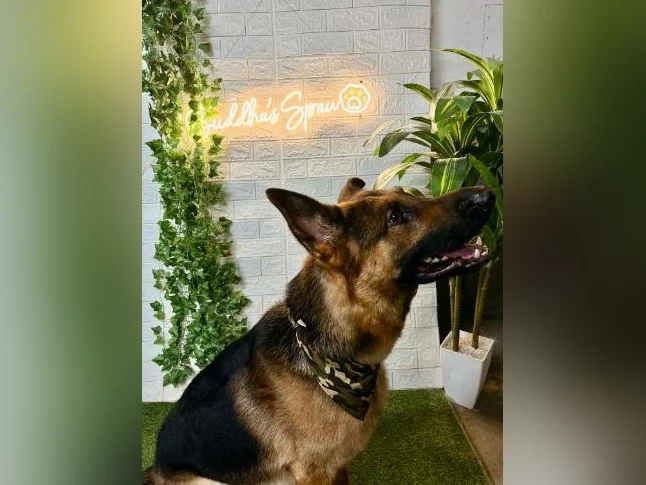 MAGNIFIQUES CHIOTS – DISPONIBLES Dès maintenant thumbnail 7