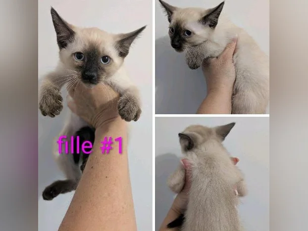 😻 magnifique! Siamois prêt à partir 😻
