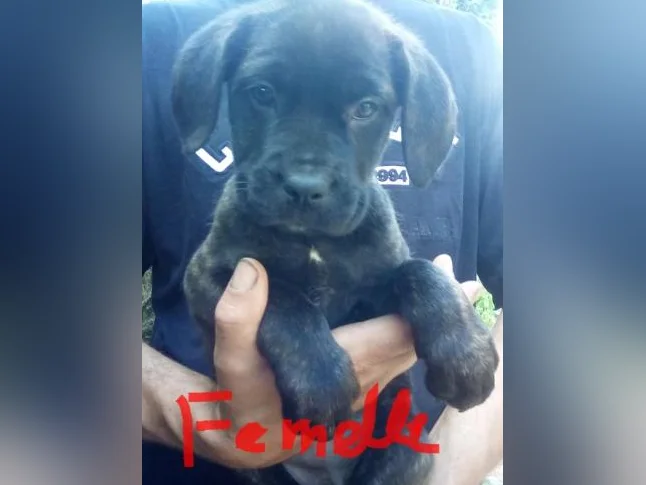 Chiots cane corso x Dogue de Bordeaux thumbnail 3