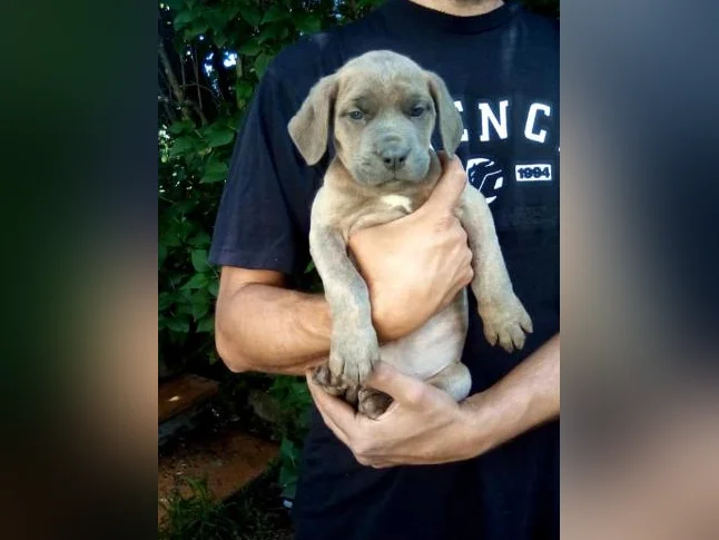 Chiots cane corso x Dogue de Bordeaux thumbnail 5