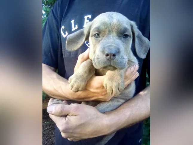 Chiots cane corso x Dogue de Bordeaux
