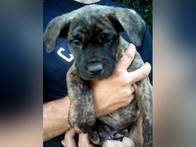 Chiots cane corso x Dogue de Bordeaux thumbnail 4