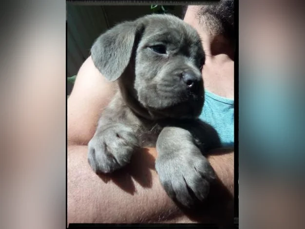 Chiots cane corso x Dogue de Bordeaux thumbnail 7