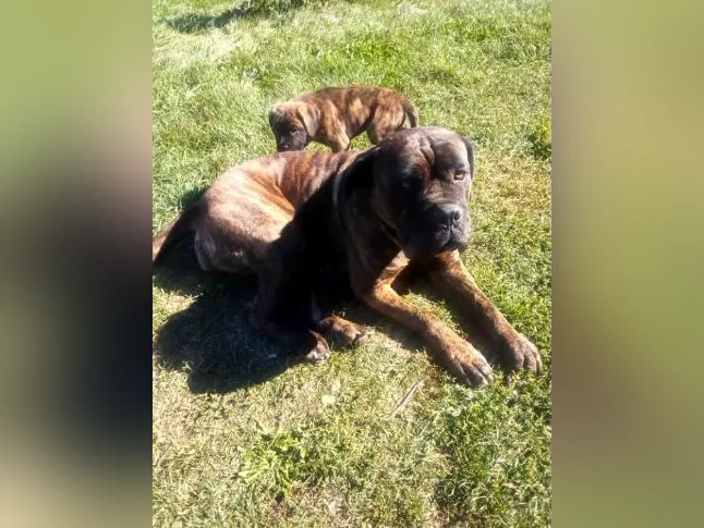 Chiots cane corso x Dogue de Bordeaux thumbnail 2