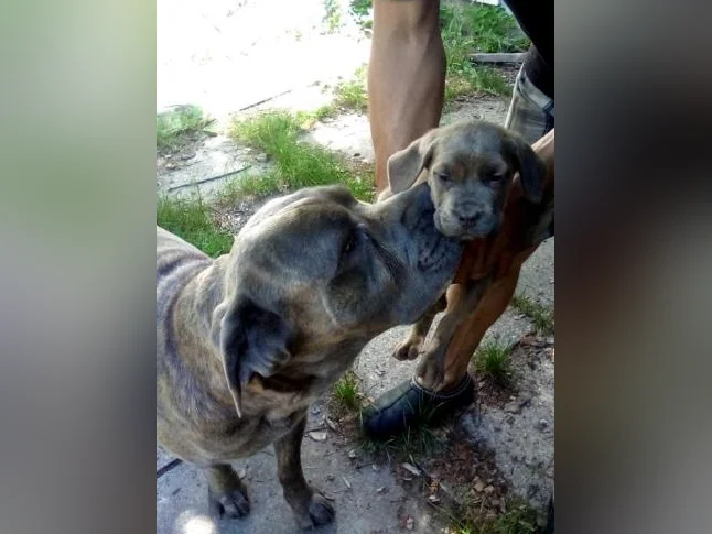 Chiots cane corso x Dogue de Bordeaux thumbnail 6