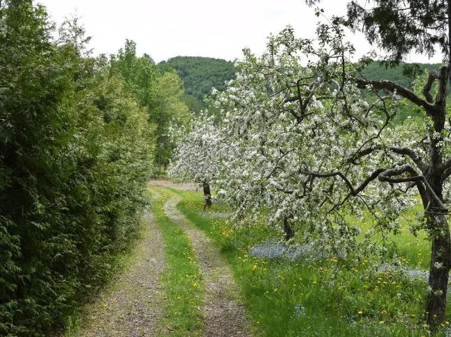 Magnifique domaine de 30 acres avec verger thumbnail 7