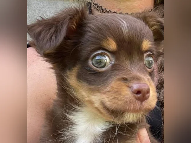Femelle chihuahua poils longs