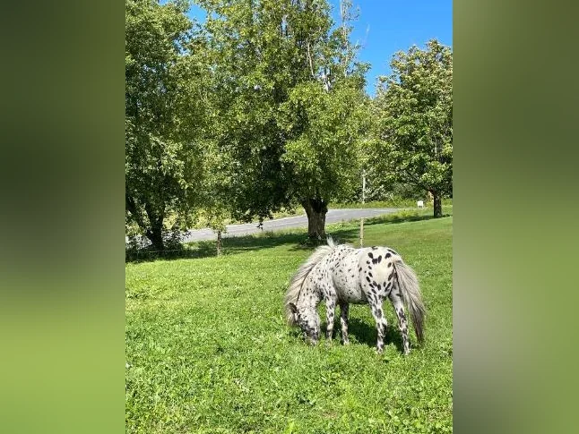Jument Appalosa poney thumbnail 6