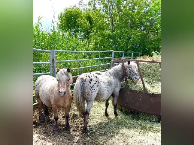 Jument Appalosa poney thumbnail 2