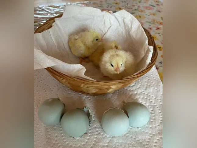 OEUF,POUSSIN POULES poulette thumbnail 8