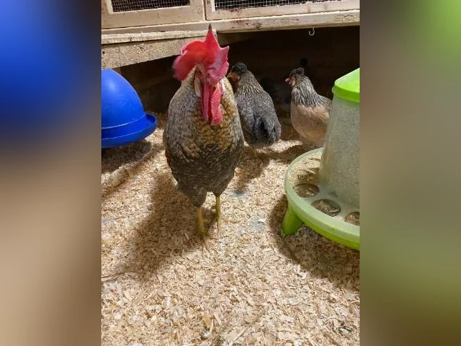 OEUF,POUSSIN POULES poulette thumbnail 2