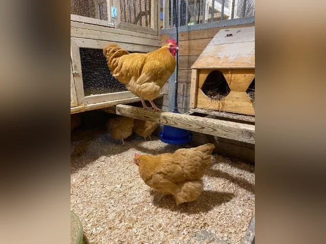 OEUF,POUSSIN POULES poulette thumbnail 7