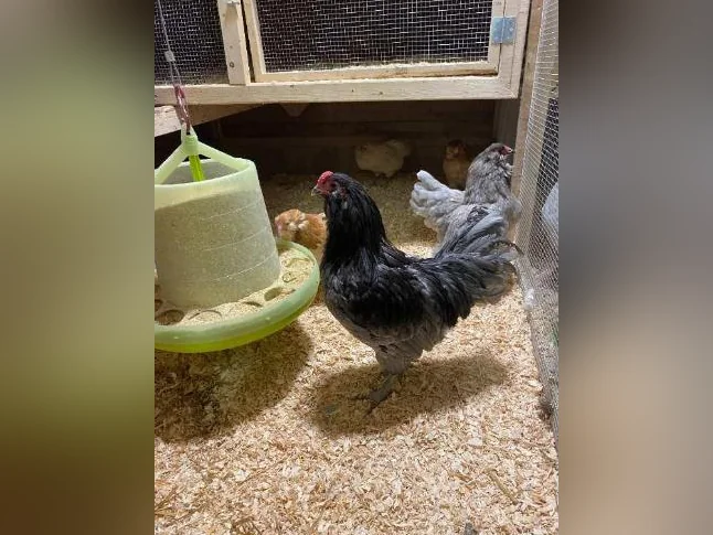 OEUF,POUSSIN POULES poulette thumbnail 6