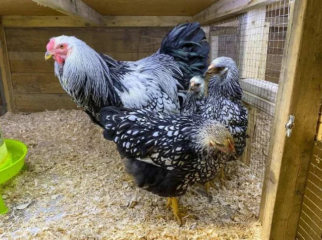 OEUF,POUSSIN POULES poulette