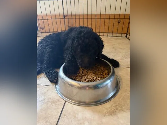 Goldendoodle 🐶♥️ thumbnail 9