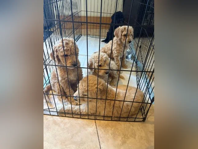 Goldendoodle 🐶♥️ thumbnail 10