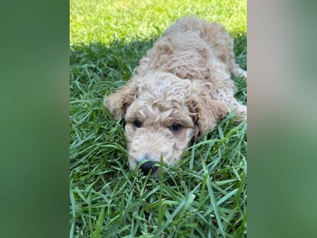 Goldendoodle 🐶♥️ thumbnail 8