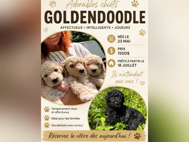 Goldendoodle 🐶♥️