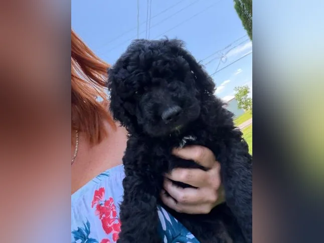 Goldendoodle 🐶♥️ thumbnail 4